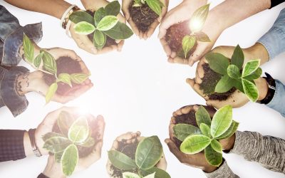 Tecnico superiore per la gestione delle imprese delle filiere agroalimentari e agricoltura sociale